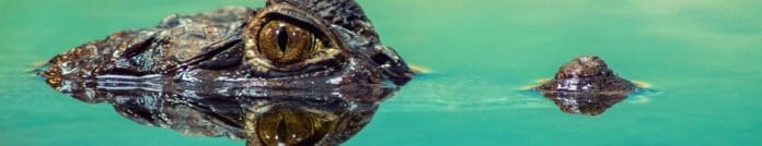crocodile to represent segregated witness in cryptocurrency and blockchain.