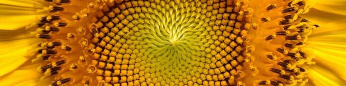 Fibonacci Retracement and Extension